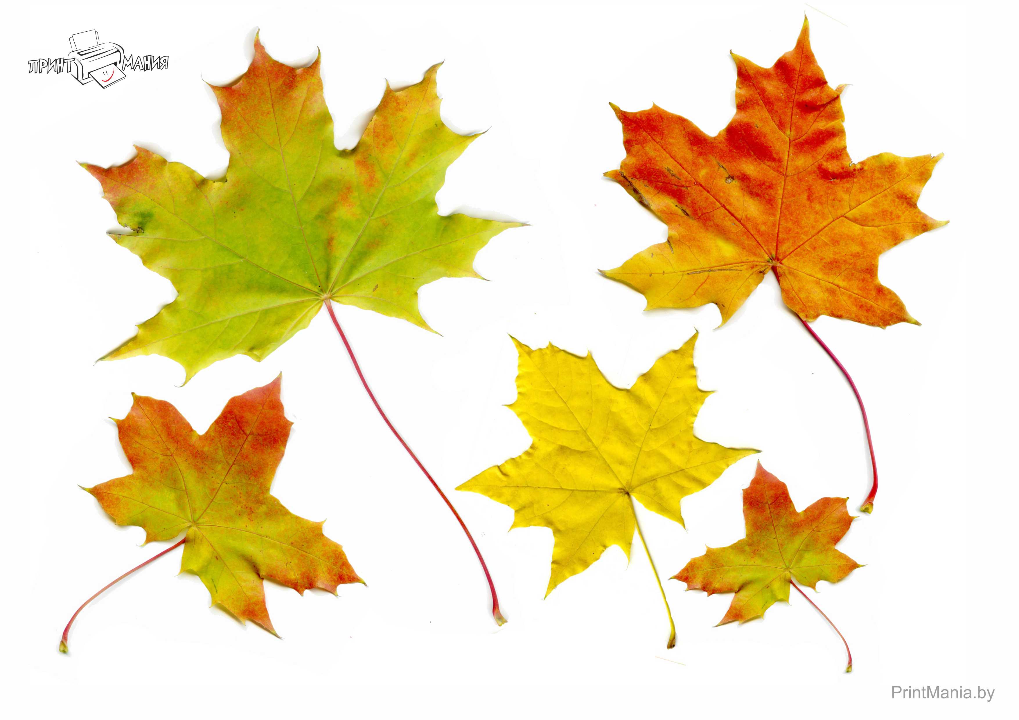 Разноцветный лист клена. Разноцветные кленовые листья. Разные осенние листья. Кленовые листья разных размеров. Кленовые листья для вырезания цветные.